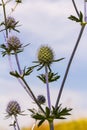 Eryngium Planum Or Blue Sea Holly - Flower Growing On Meadow. Wild Herb Plants Royalty Free Stock Photo