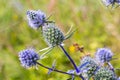 Eryngium Planum Or Blue Sea Holly - Flower Growing On Meadow. Wild Herb Plants Royalty Free Stock Photo