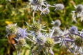 Eryngium Planum Or Blue Sea Holly - Flower Growing On Meadow. Wild Herb Plants Royalty Free Stock Photo