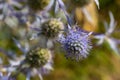 Eryngium Planum Or Blue Sea Holly - Flower Growing On Meadow. Wild Herb Plants Royalty Free Stock Photo