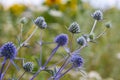 Eryngium Planum Or Blue Sea Holly - Flower Growing On Meadow. Wild Herb Plants Royalty Free Stock Photo