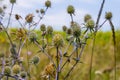 Eryngium Planum Or Blue Sea Holly - Flower Growing On Meadow. Wild Herb Plants Royalty Free Stock Photo