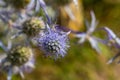 Eryngium Planum Or Blue Sea Holly - Flower Growing On Meadow. Wild Herb Plants Royalty Free Stock Photo