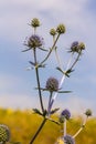 Eryngium Planum Or Blue Sea Holly - Flower Growing On Meadow. Wild Herb Plants Royalty Free Stock Photo