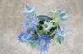 Eryngium planum Blue Sea Holly flowers on light brown background Royalty Free Stock Photo