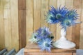 Eryngium planum Blue Sea Holly flowers on wooden background Royalty Free Stock Photo