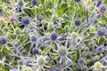 Eryngium planum grows in nature Royalty Free Stock Photo
