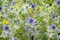 Eryngium planum grows in nature Royalty Free Stock Photo