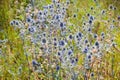 Eryngium planum L, flower, plant