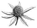 Eryngium Planum vintage illustration