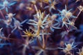 Eryngo blue flowers closeup