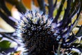 Eryngo, sea holly or blue thistle flower also known as Eryngium prickly blossom blooming in spring. Royalty Free Stock Photo