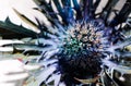 Eryngo, sea holly or blue thistle flower also known as Eryngium prickly blossom blooming in spring. Royalty Free Stock Photo