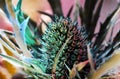 Eryngo, sea holly or blue thistle flower also known as Eryngium prickly blossom blooming in spring. Royalty Free Stock Photo