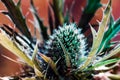 Eryngo, sea holly or blue thistle flower also known as Eryngium prickly blossom blooming in spring. Royalty Free Stock Photo