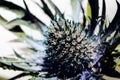 Eryngo, sea holly or blue thistle flower also known as Eryngium prickly blossom blooming in spring. Royalty Free Stock Photo