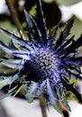 Eryngo, sea holly or blue thistle flower also known as Eryngium prickly blossom blooming in spring. Royalty Free Stock Photo