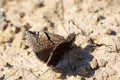 Erynnis marloyi, the inky skipper butterfly Royalty Free Stock Photo