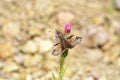 Erynnis marloyi, the inky skipper butterfly Royalty Free Stock Photo