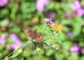 A mournful duskywing butterfly on lantana flowers