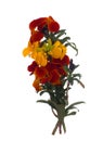 Erysimum aka Wallflower flowers isolated on white background. Bright and perfumed spring garden plants. Orange and