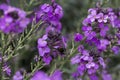 Erysimum Bowles`s Mauve perennial wallflower in full purple
