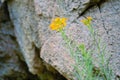 Erysimum bungei