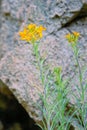 Erysimum bungei