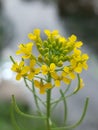 Erysimum cheiranthoides