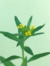 Erysimum cheiranthoides