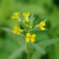 Erysimum cheiranthoides