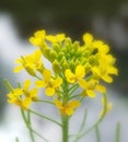 Erysimum cheiranthoides