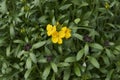 Erysimum cheiri in bloom