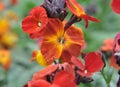 Erysimum cheiri (Cheiranthus cheiri) blooms in the garden in spring