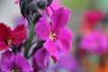 Erysimum cheiri (Cheiranthus cheiri) blooms in the garden in spring