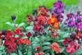 Erysimum cheiri (Cheiranthus cheiri) blooms in the garden in spring