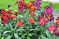 Erysimum cheiri (Cheiranthus cheiri) blooms in the garden in spring