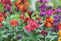 Erysimum cheiri (Cheiranthus cheiri) blooms in the garden in spring