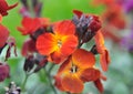 Erysimum cheiri (Cheiranthus cheiri) blooms in the garden in spring