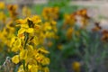 Erysimum cheiri flowers, Cheiranthus cheiri or wallflower