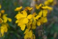 Erysimum cheiri flowers, Cheiranthus cheiri or wallflower