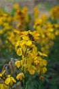 Erysimum cheiri flowers, Cheiranthus cheiri or wallflower