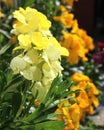 Erysimum cheiri Wallflower Royalty Free Stock Photo