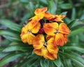 Erysimum cheiri (Wallflower) Royalty Free Stock Photo