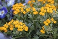 Erysimum cheiri or wallflowers Royalty Free Stock Photo