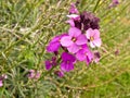 Erysimum