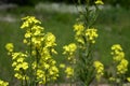 Erysimum odoratum with bright yellow flowers