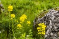 Erysimum odoratum Ehrh., Erysimum erysimoides (L.) Fritsch, Erysimum pannonicum Crantz.