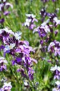 Erysimum scoparium on abstrarct blurred background Royalty Free Stock Photo