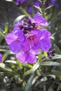 Erysimum Simum Lilac flower Royalty Free Stock Photo